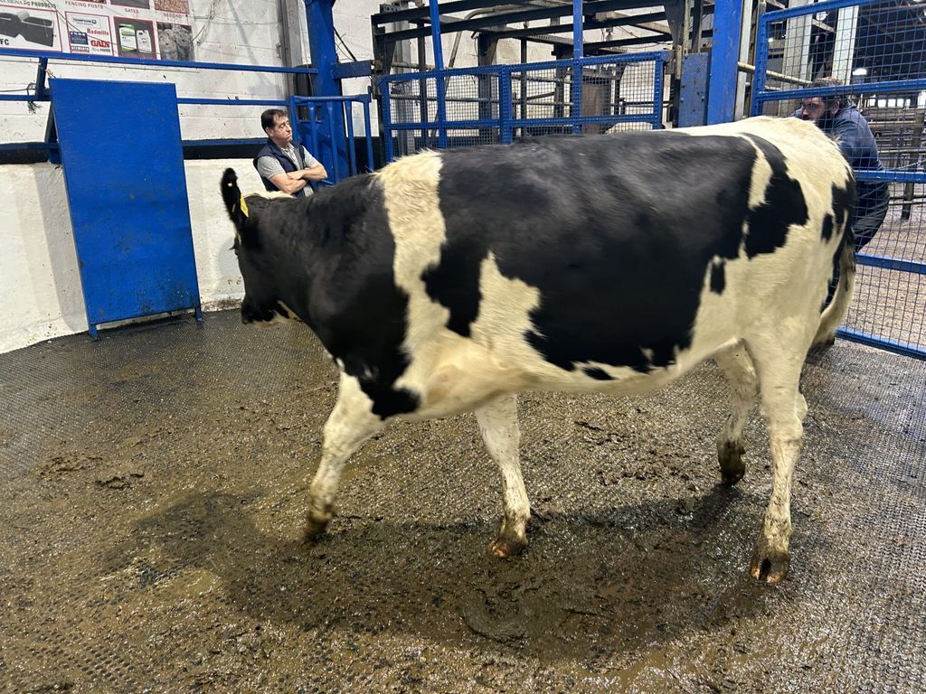 Lot 122: The heifer is due to calf on February 5 next year sold for €1,640