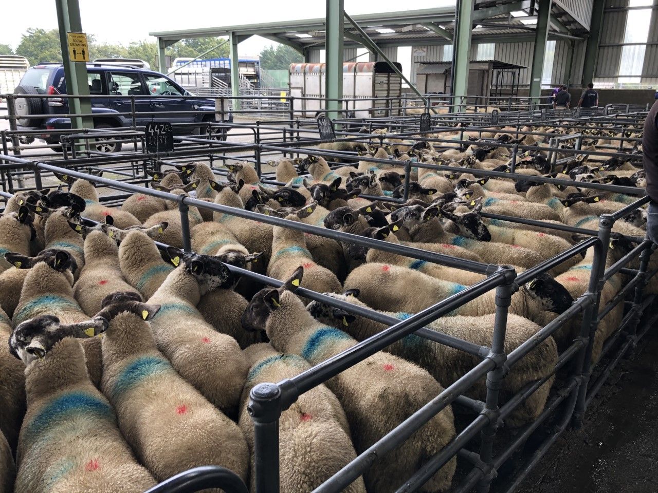 Strong start to 2021 for fat and store lambs at Blessington Mart