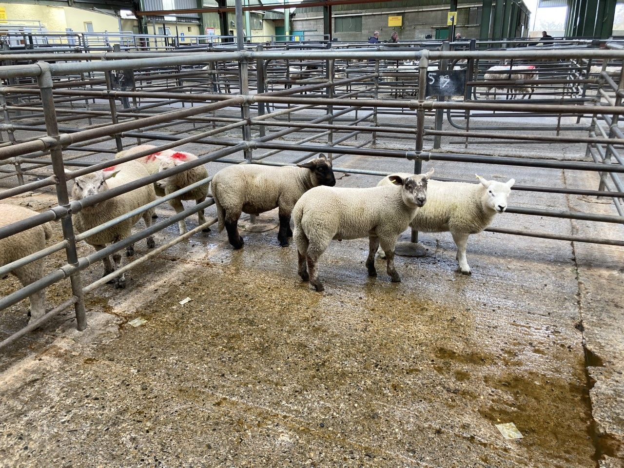 Spring lamb prices at marts top €180/head in general last week