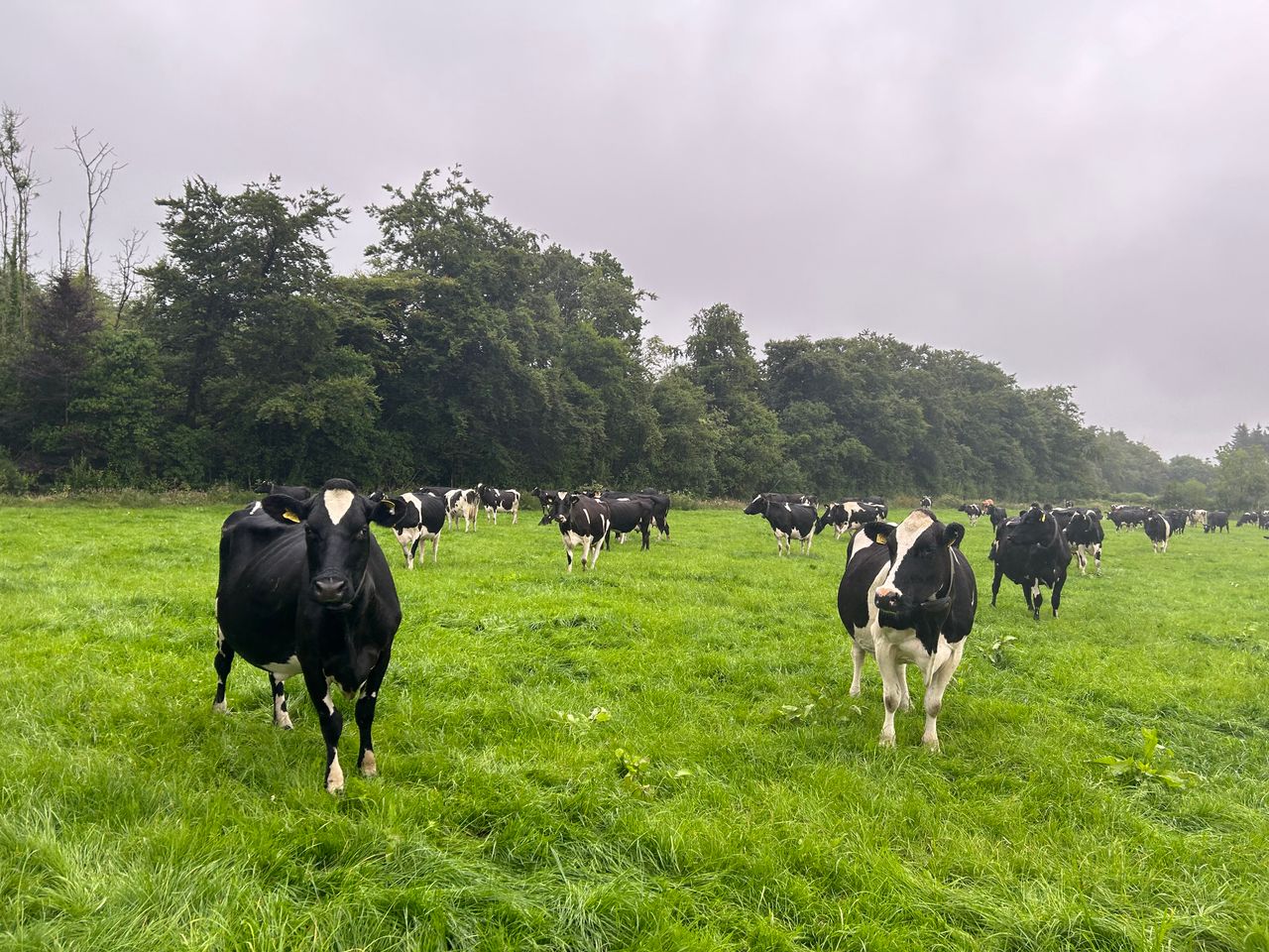 Dairy focus: Target 'enough winter feed and enough winter cash'