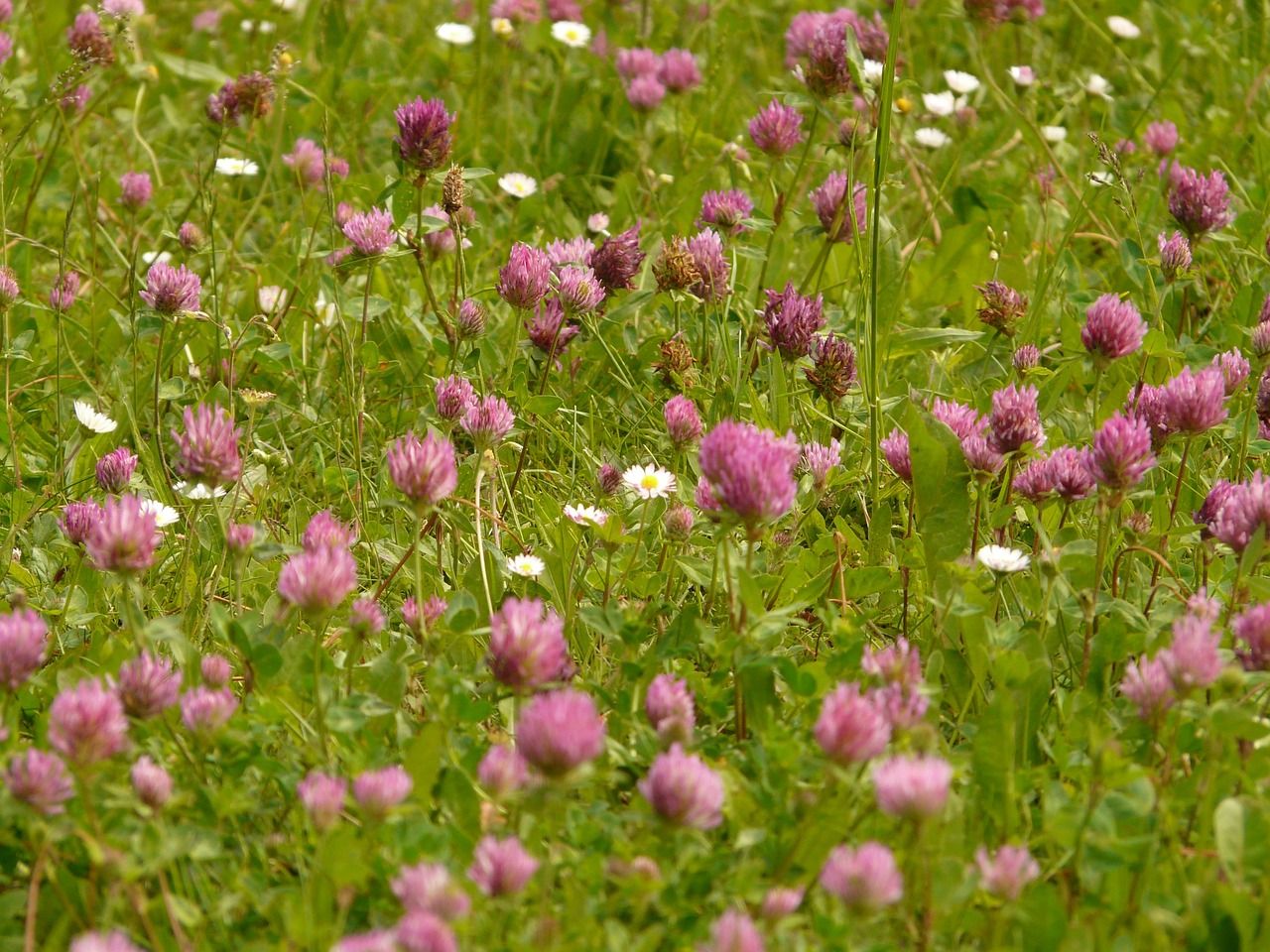 Advice: Using a dock herbicide on red clover swards