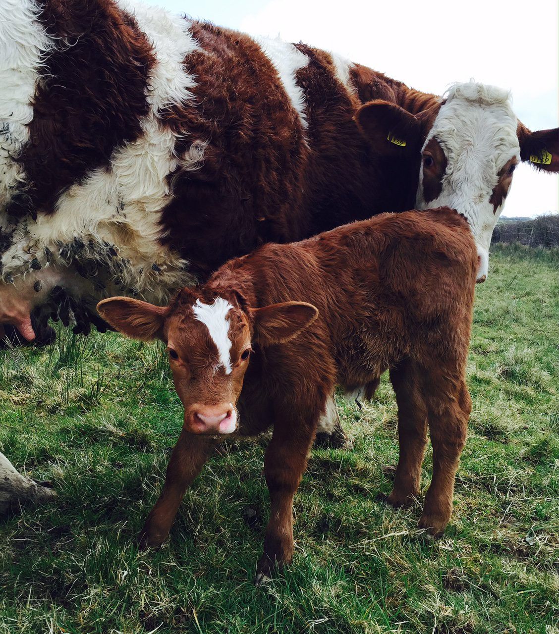 5 things to consider with sucklers pre-calving