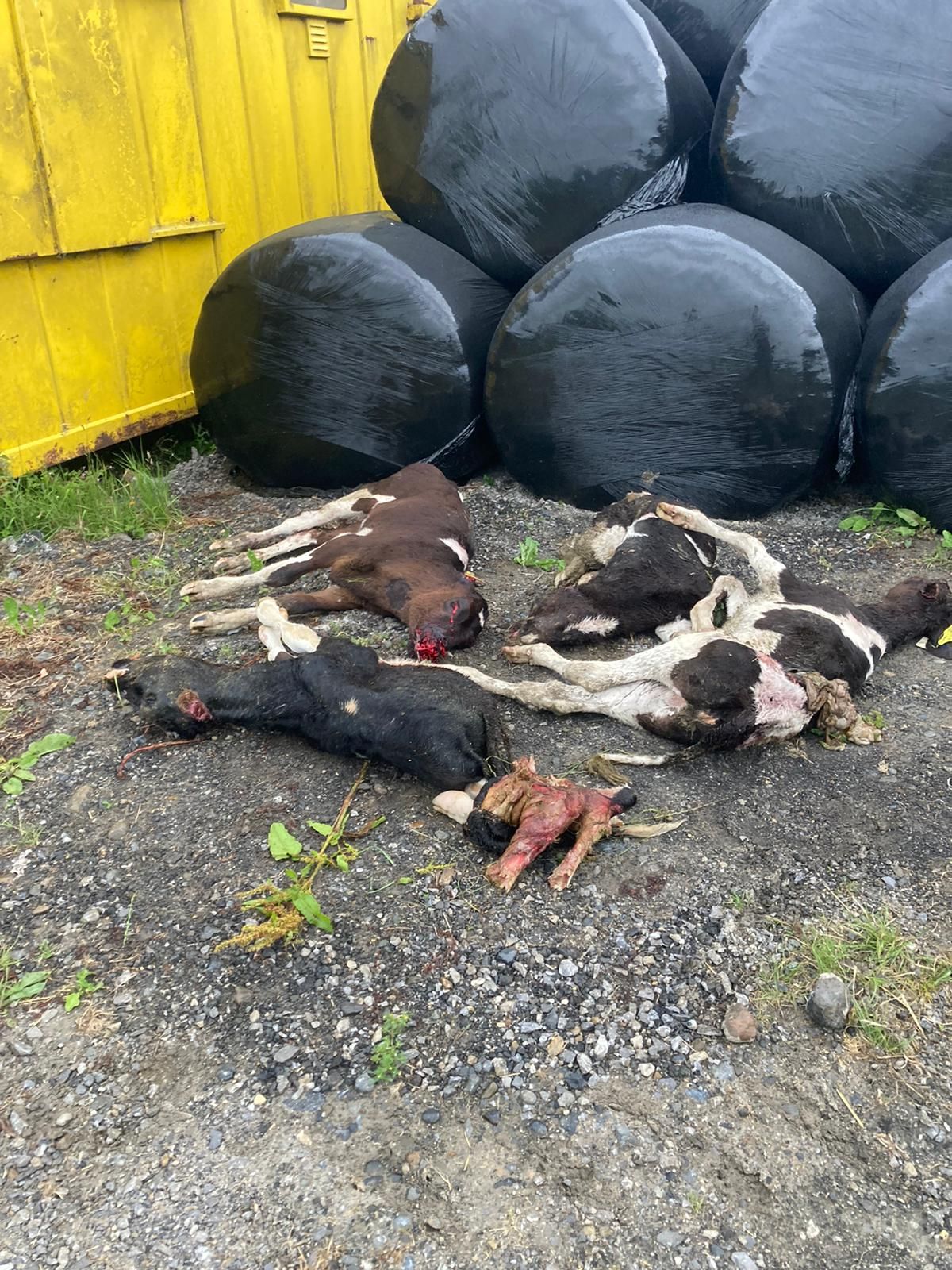 Kilkenny farmer shocked as dogs kill 4 dairy heifer calves