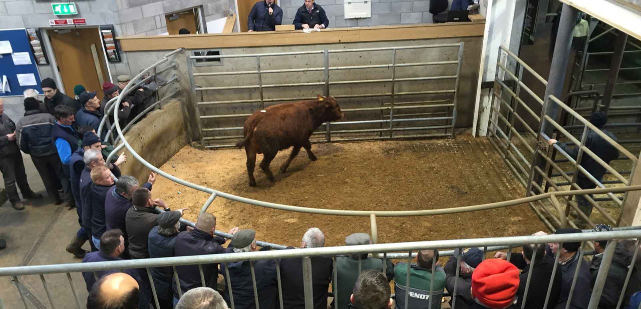 New regulations for livestock marts announced