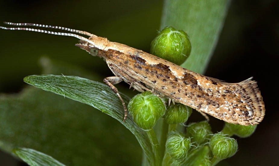 Diamondback moths take the edge off Brussels sprout yields