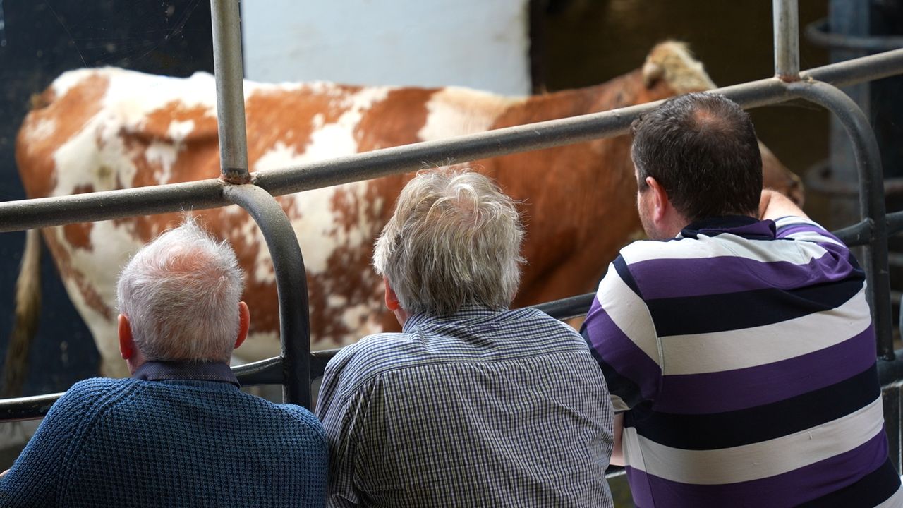 Watch: Newport Mart sees stability return to cattle trade