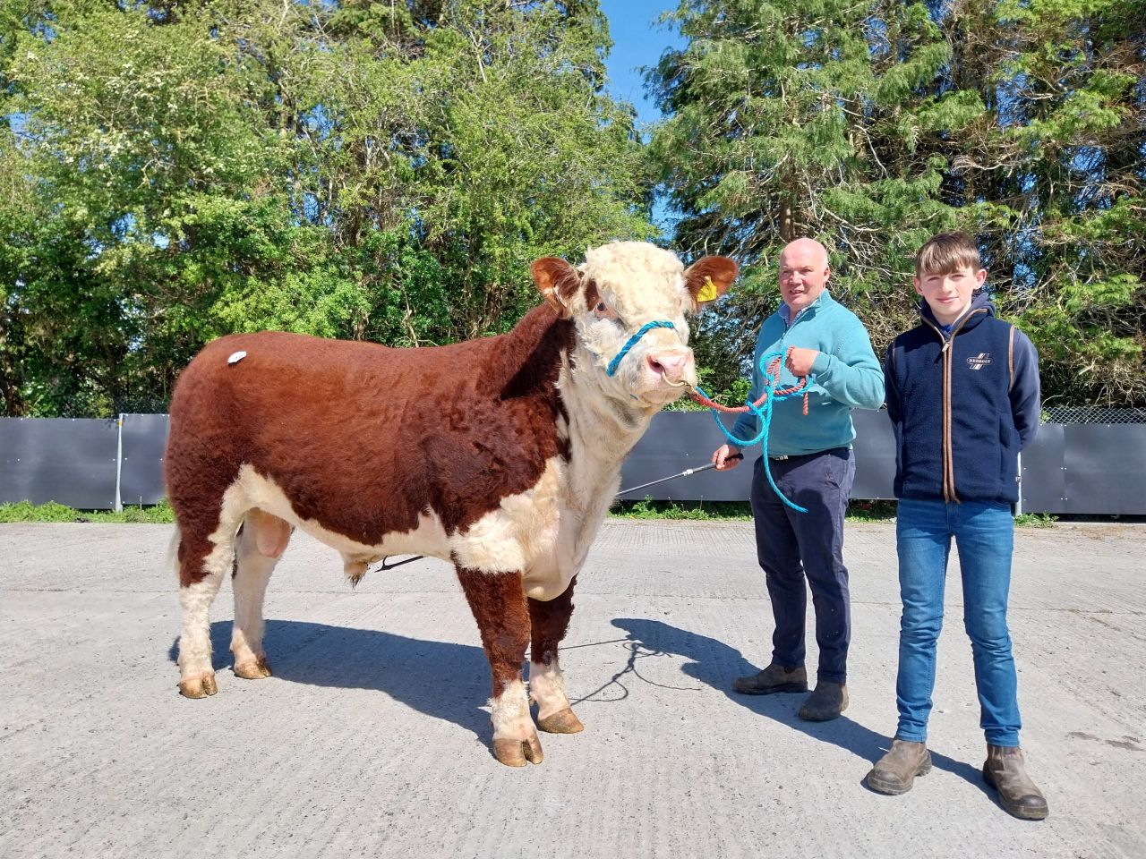 Average Hereford bull price nears €5,000 at Kilmallock society sale