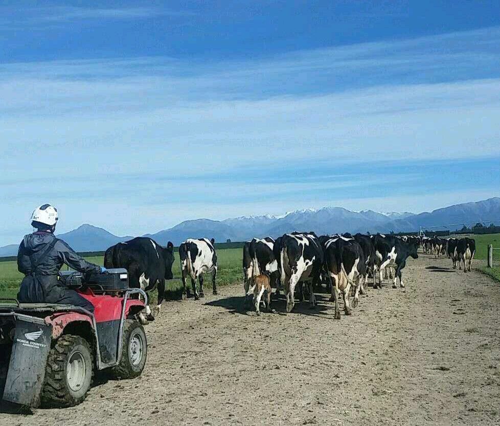 New Zealand milk output to fall by 10%