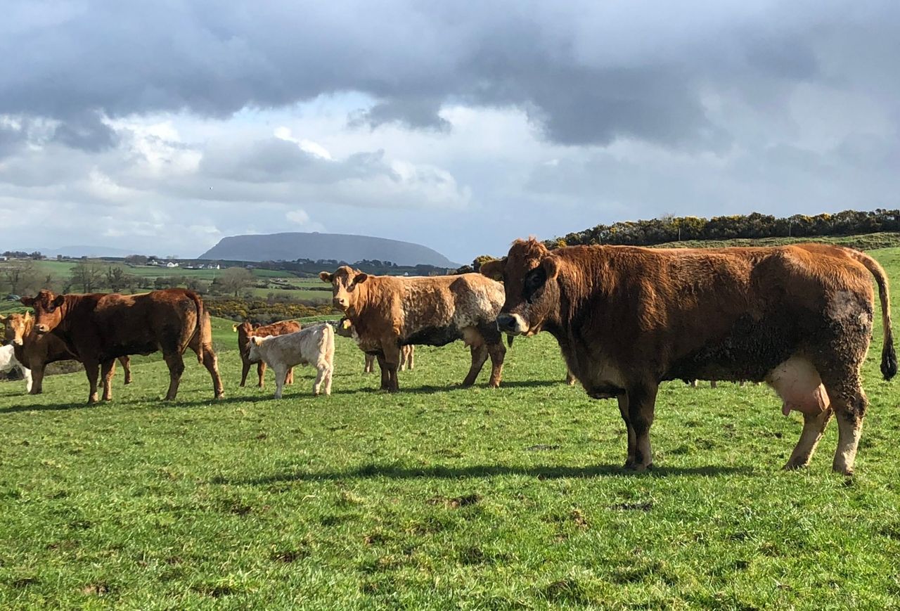 Are your suckler cows in the right condition for breeding?