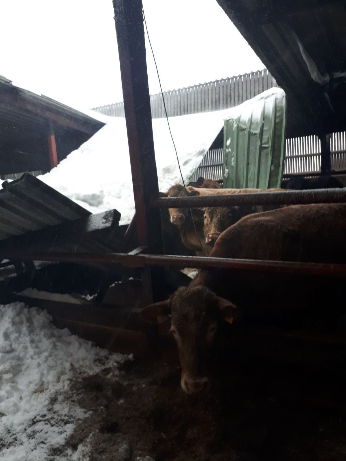 Storm Emma set to cost FBD up to €8 million