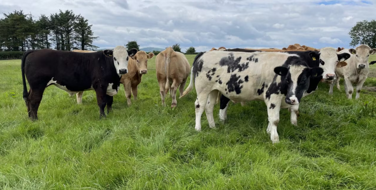Factory quotes: Beef price offers continue to decline this week