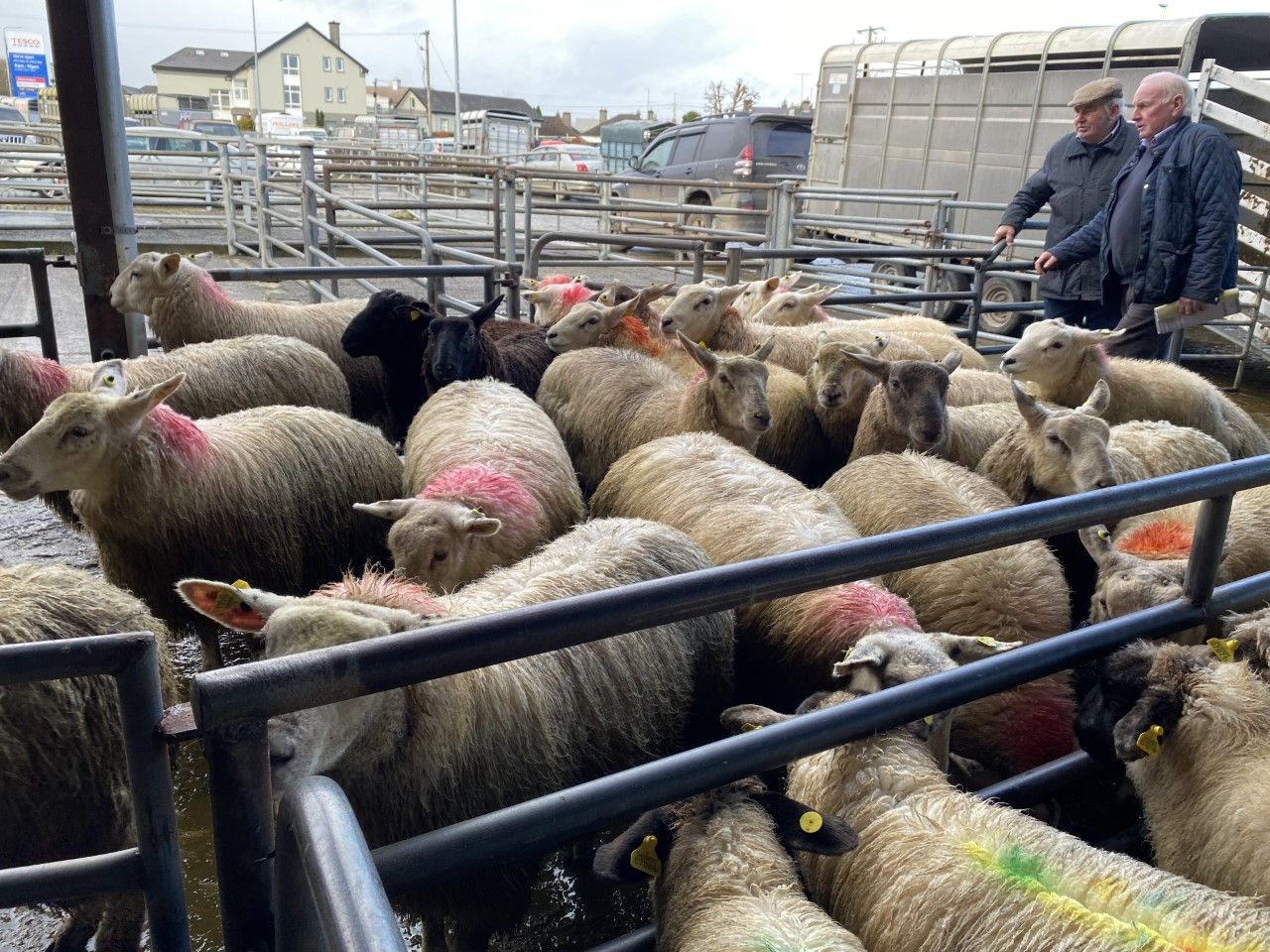 Pics and prices: Lambs top €159/head in Roscommon