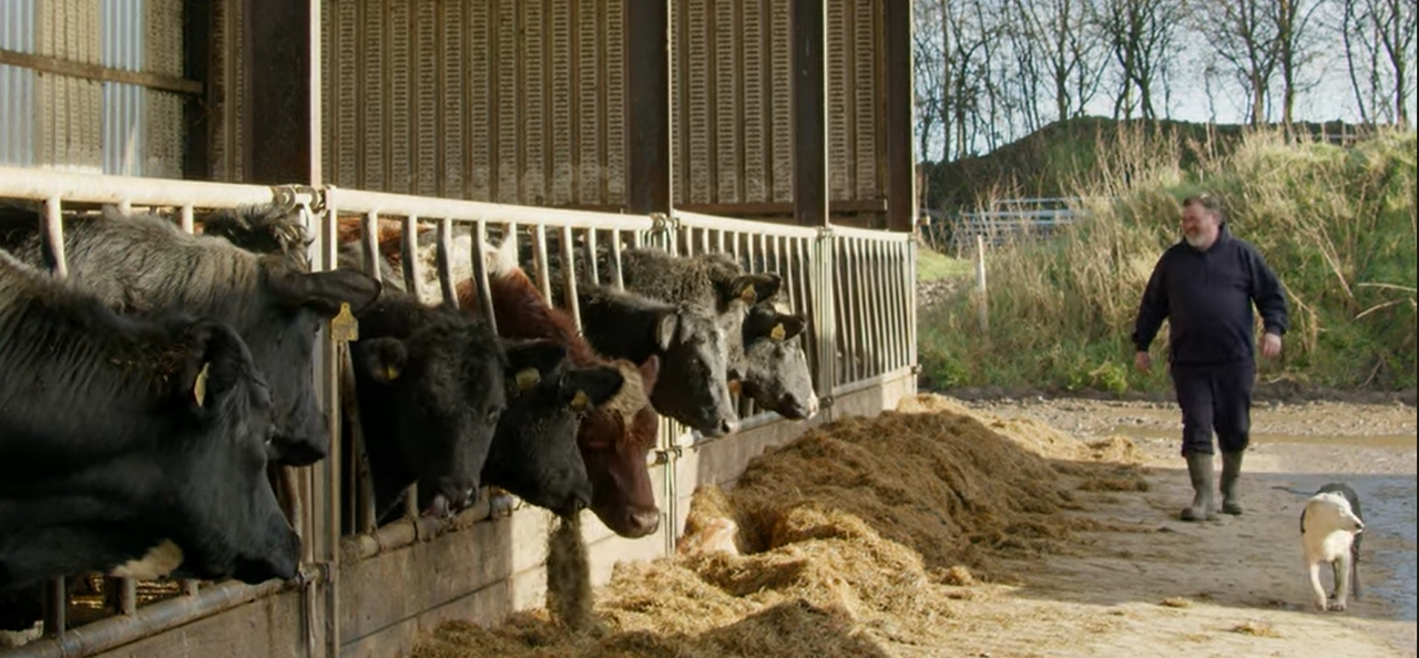 Commercial Beef Value Series: Optimising your calf purchase plan