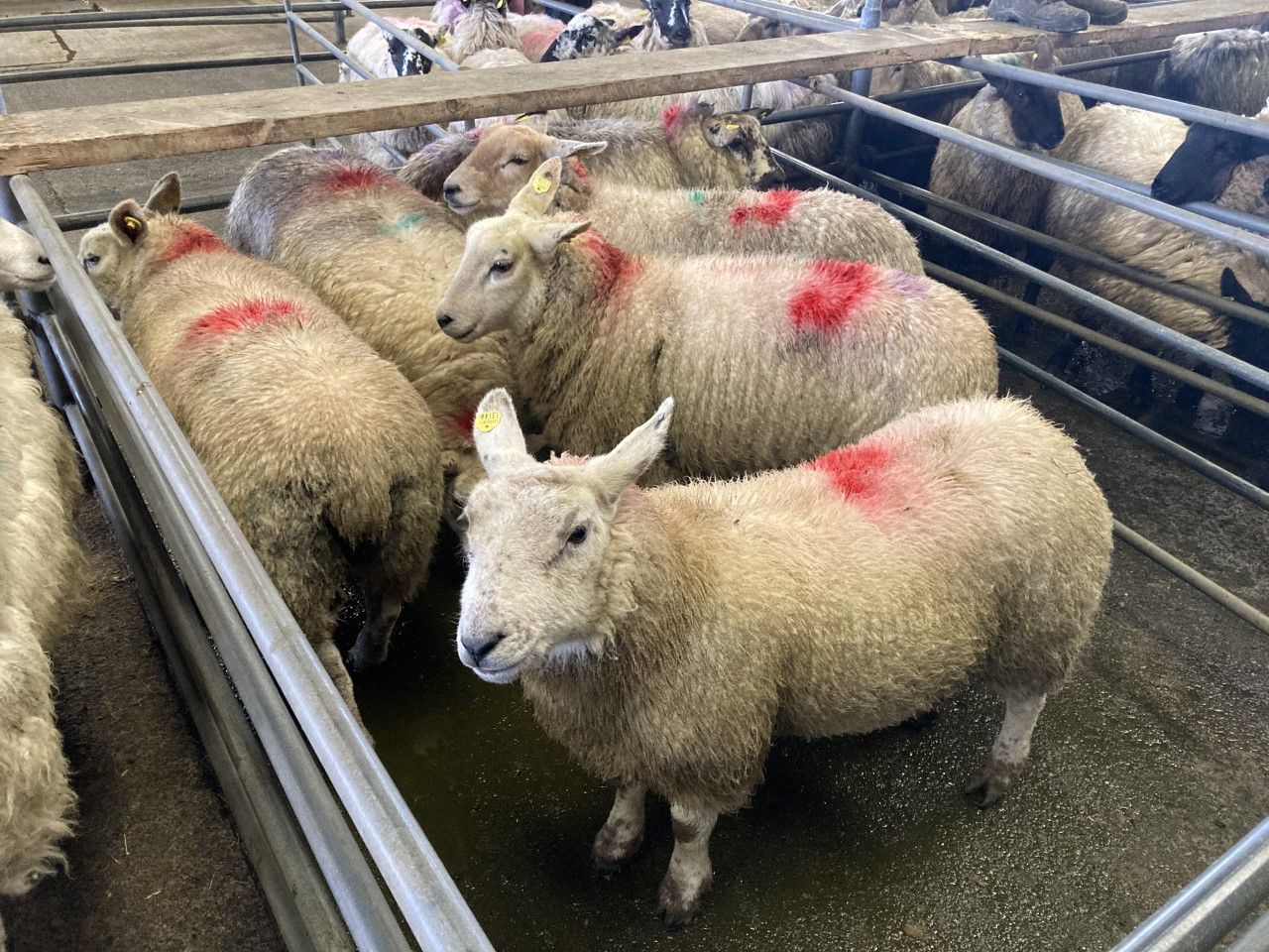 Sheep kill: Short week sees throughput stand at just over 36,000 head