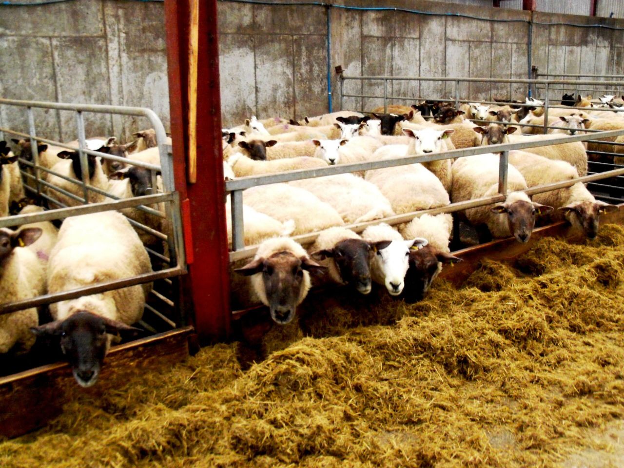 Six tips to consider when housing your ewes this winter