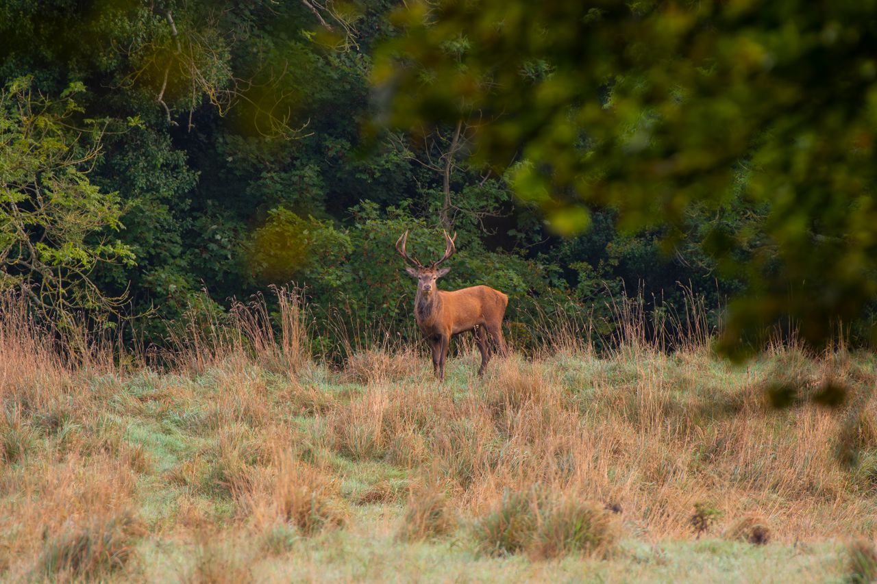 Biodiversity deal is 'first of its kind' in Ireland