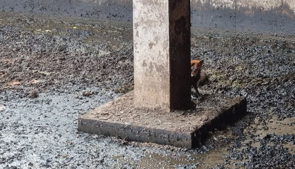 Source: Wildlife Rescue Cork Facebook