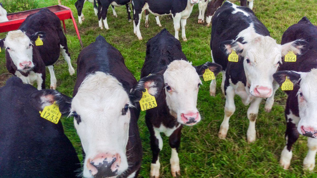 What impact will the Dairy Beef Index have?