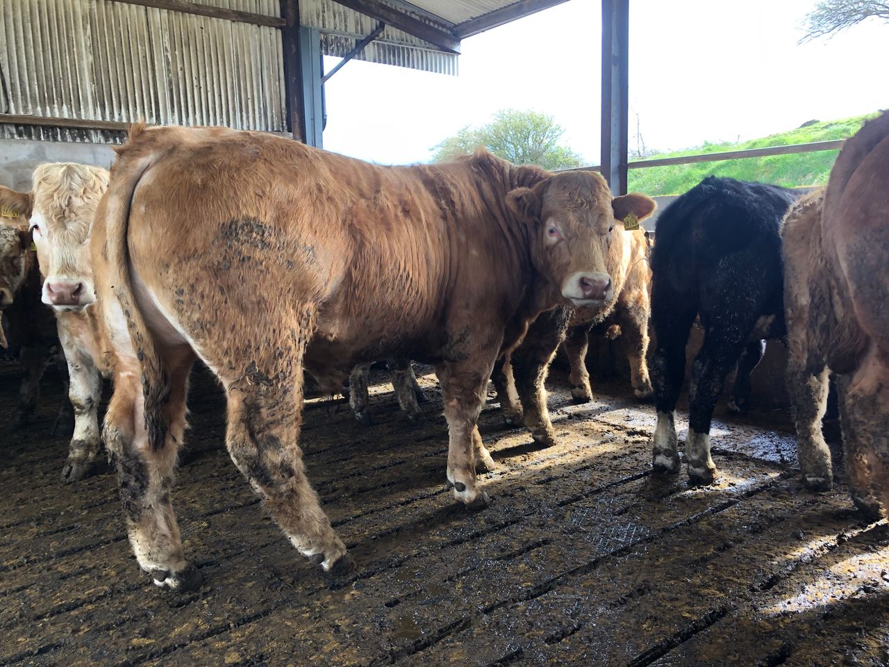 Beef trade: Steer quotes fall a further 5c/kg this week