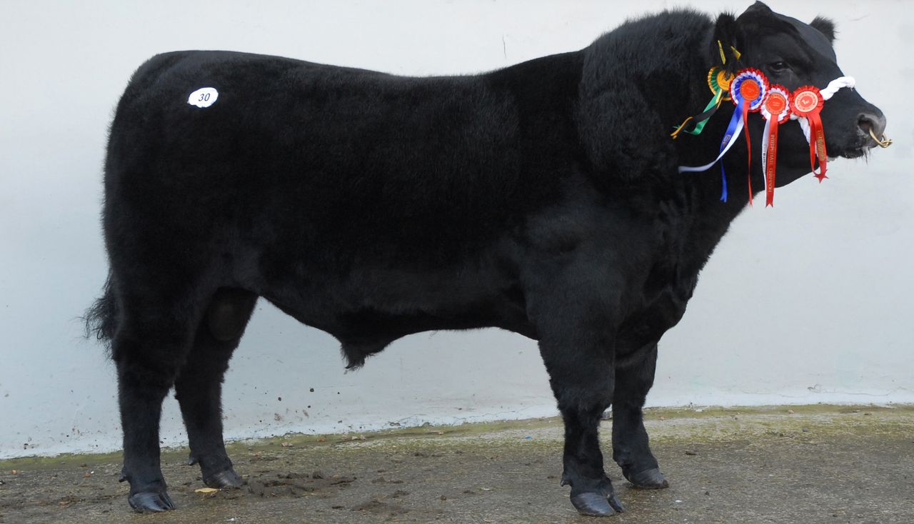 'Milk prices will determine the future sustainability of Aberdeen Angus breeders'