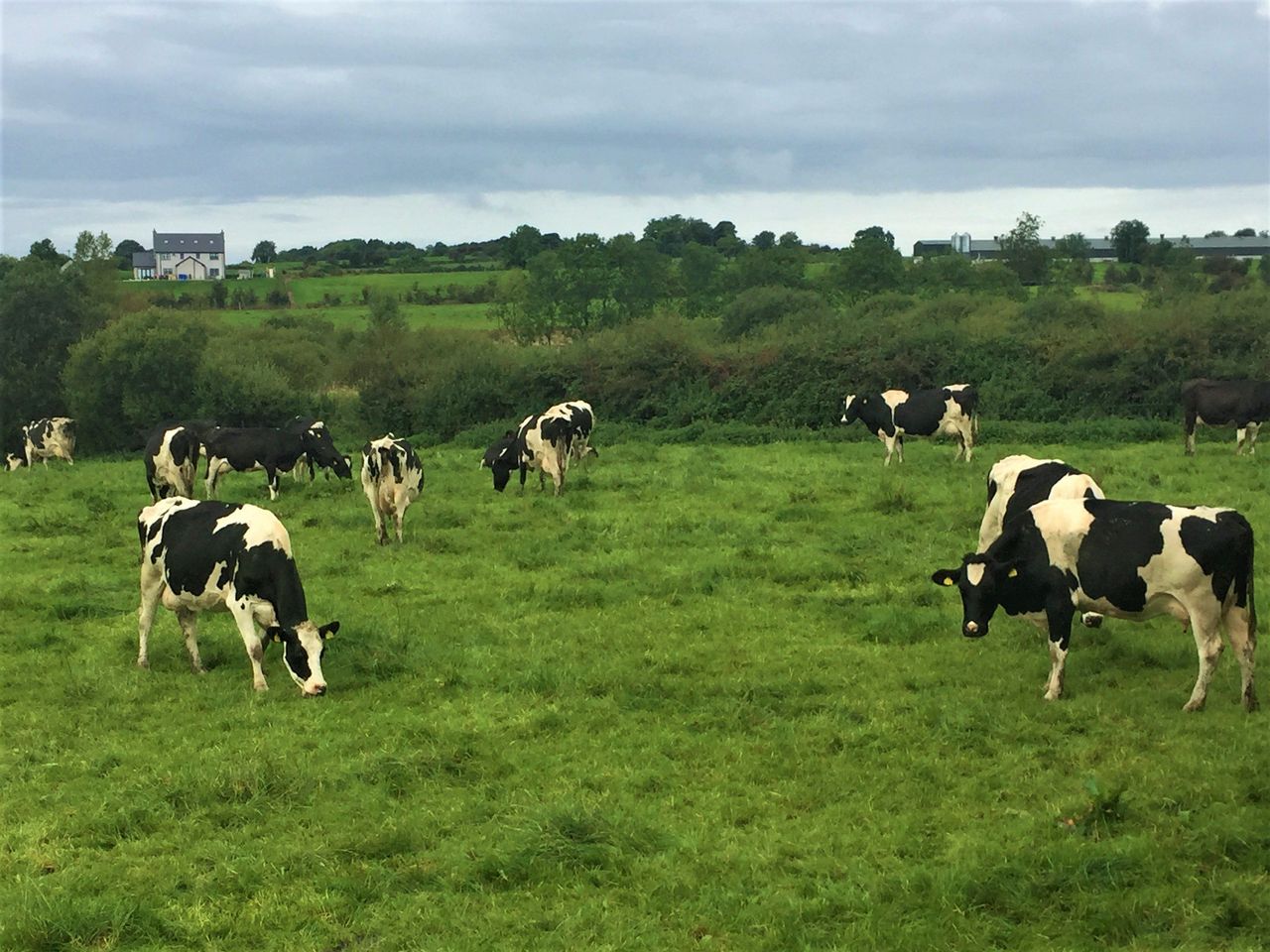 Growing more grass and producing more milk solids in Co. Cavan