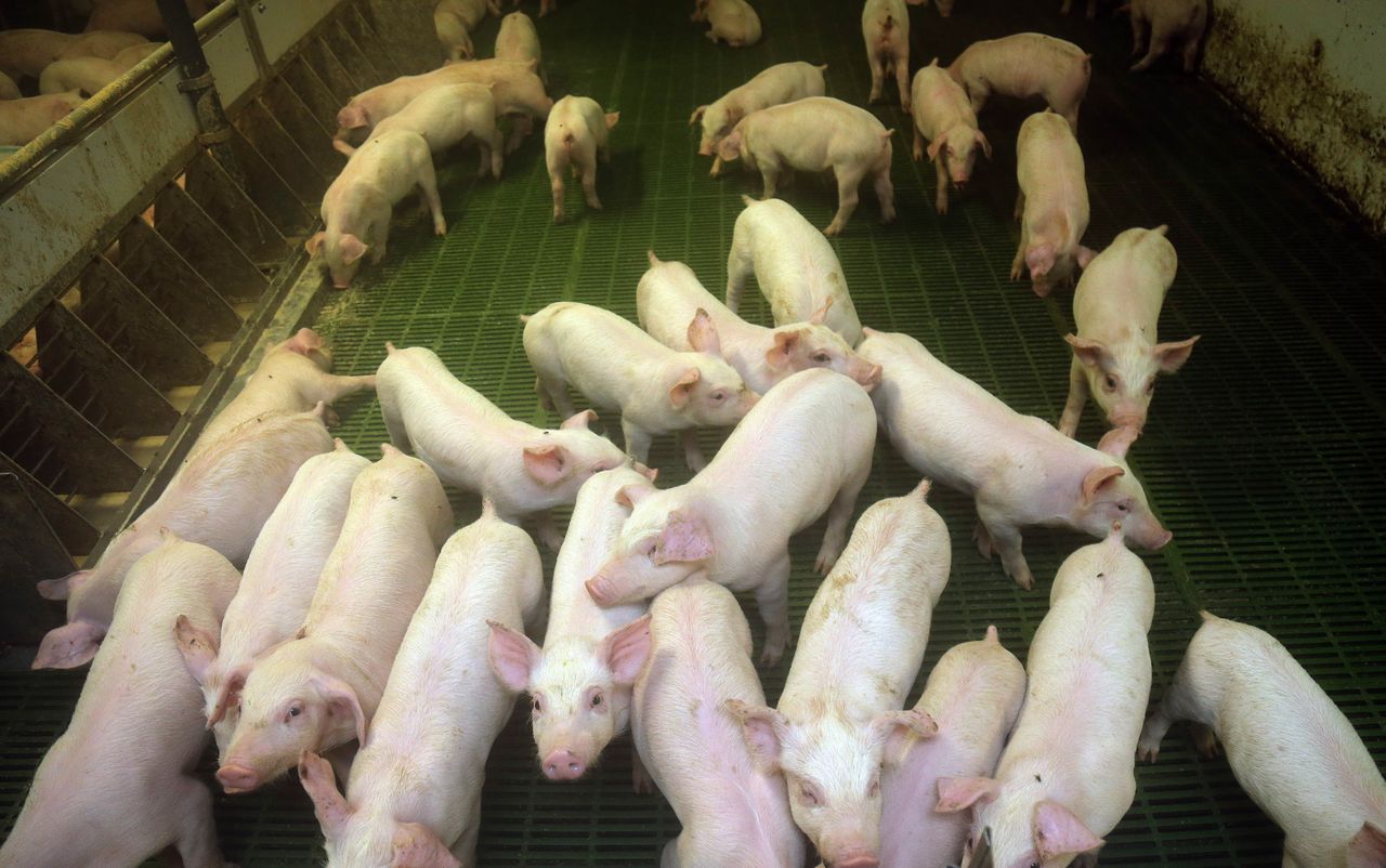 Pig AI company announces events in Tyrone, Cavan and Cork