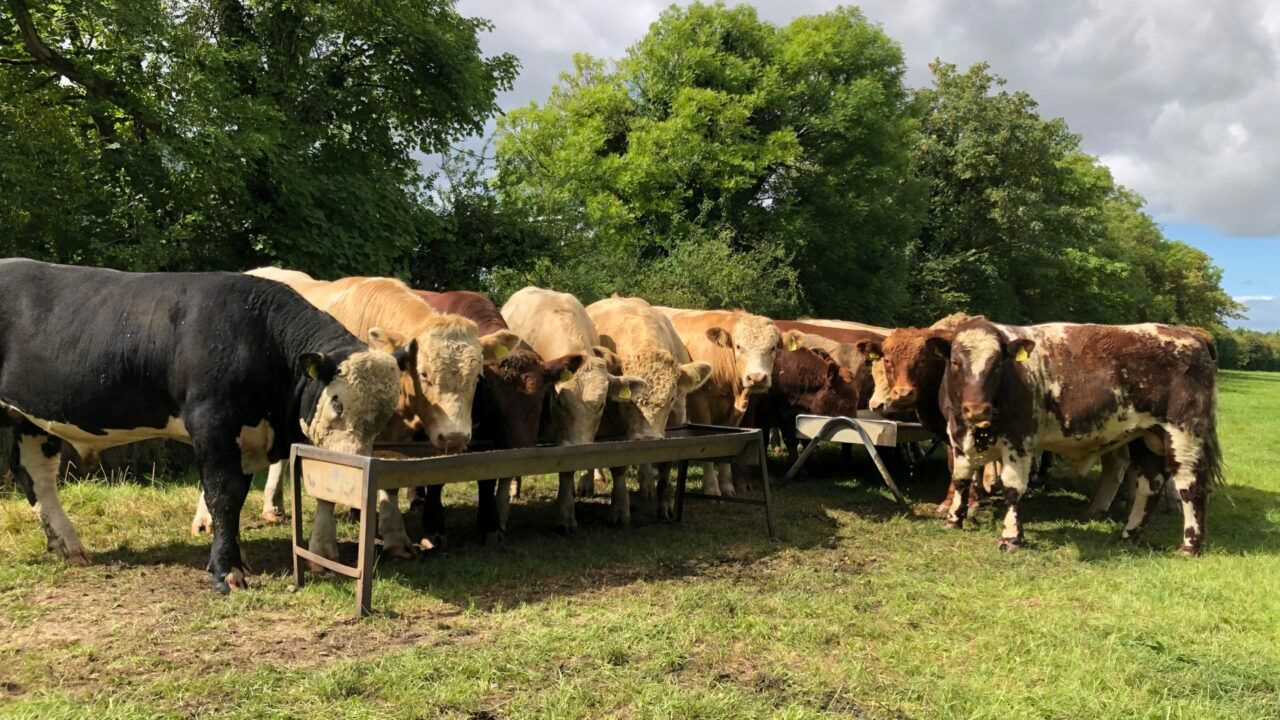 New Beef Finishing Profile available on HerdPlus