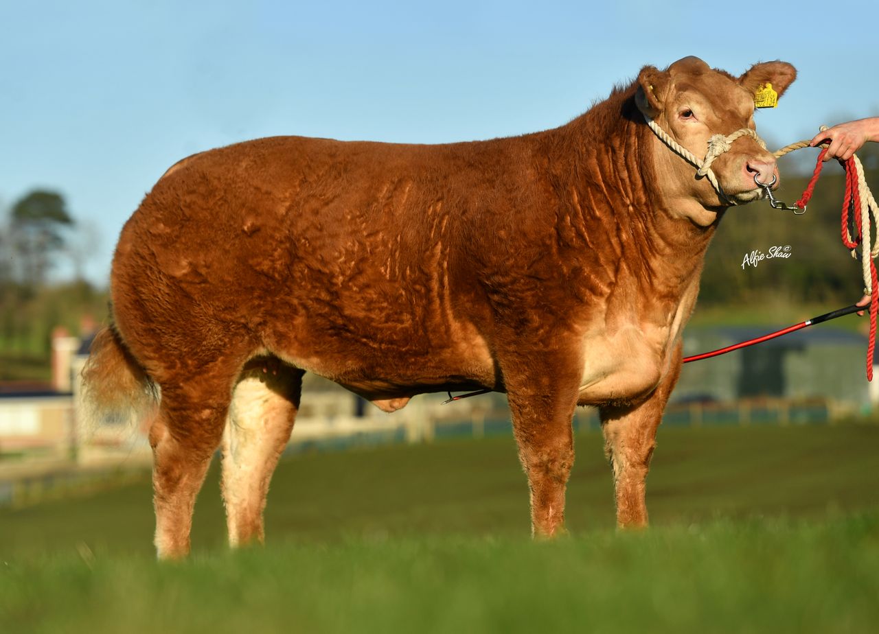 Commercial heifer hits record £23,000 at Jalex on-farm sale