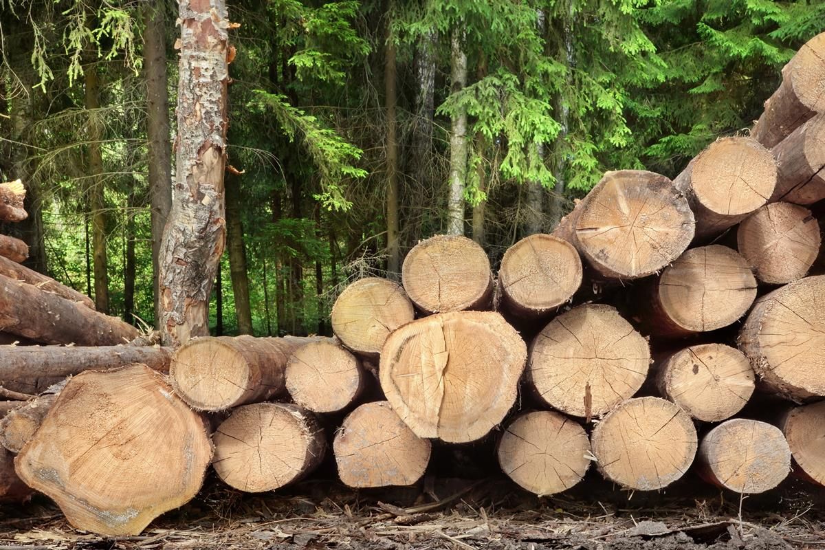 Could this new tool help maximise returns for forest owners?