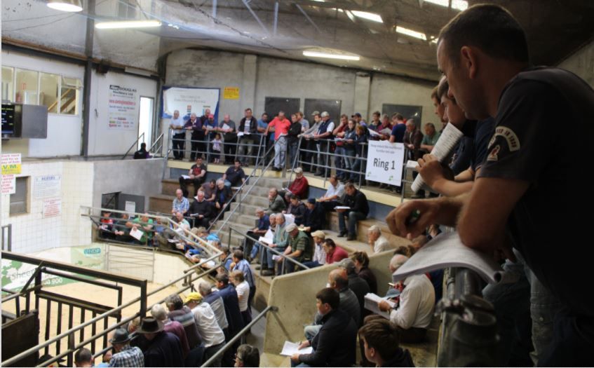 Suffolk ram comes out on top at Sheep Ireland's sale