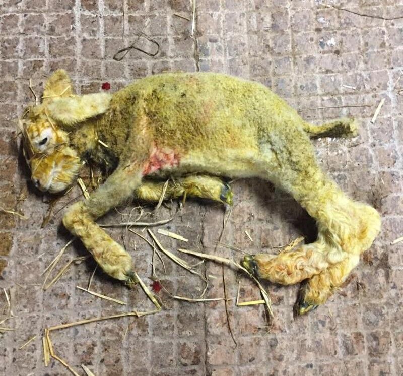 'Spike' in Schmallenberg virus cases across the UK