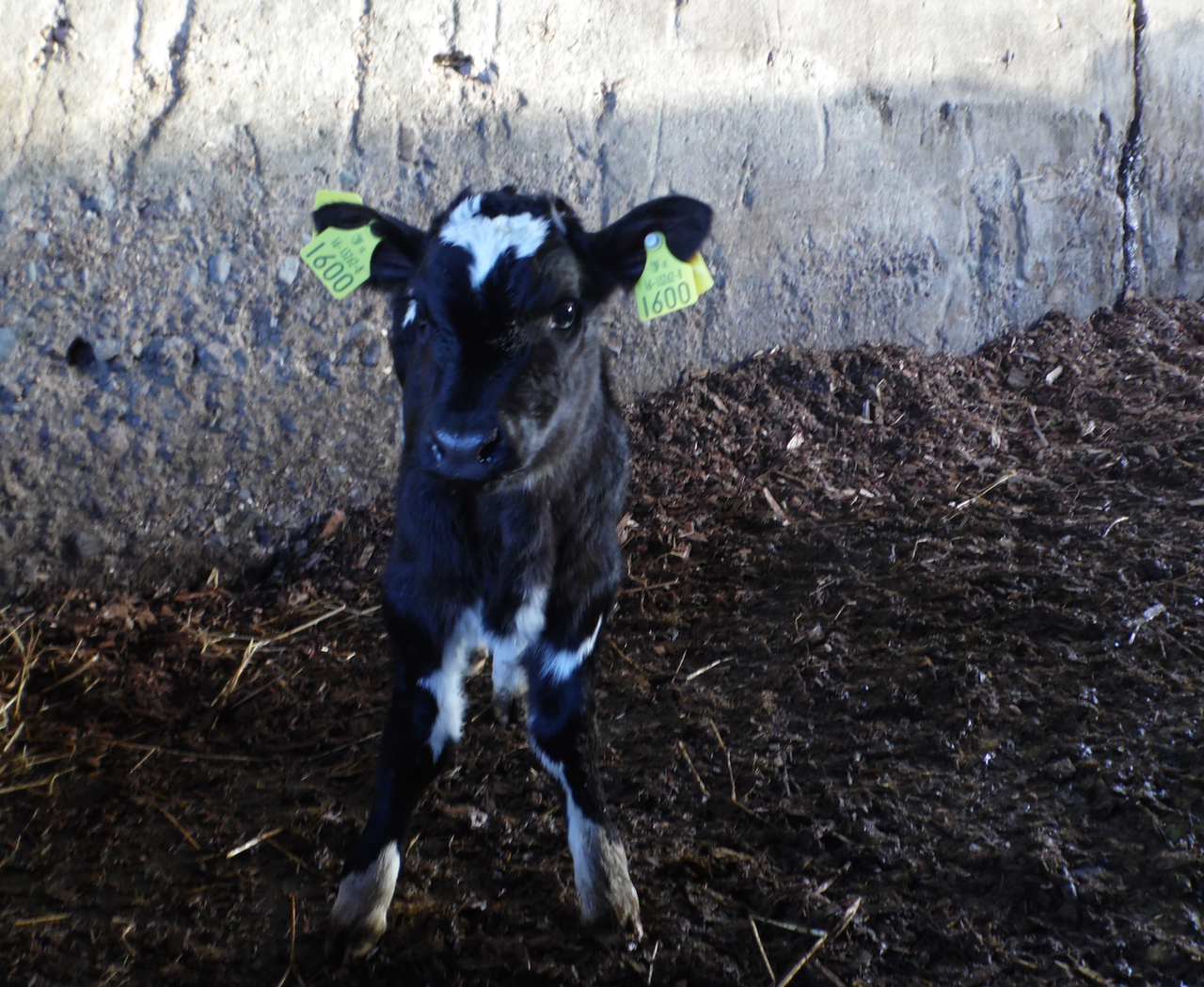 Farmflo approved for electronic herd registrations