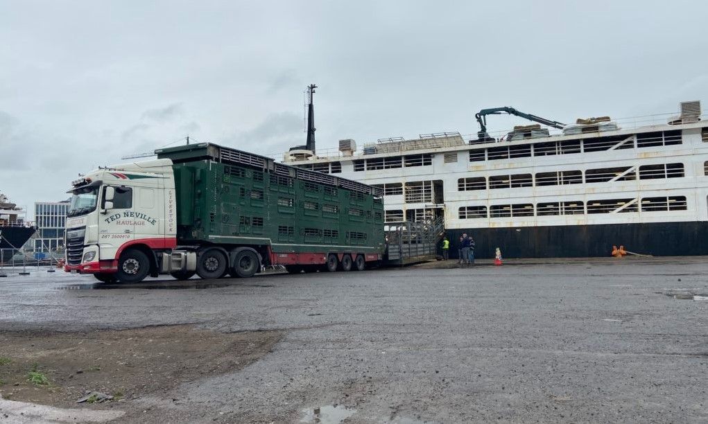 Defeat of 'unworkable' animal transport proposals welcome - ICSA