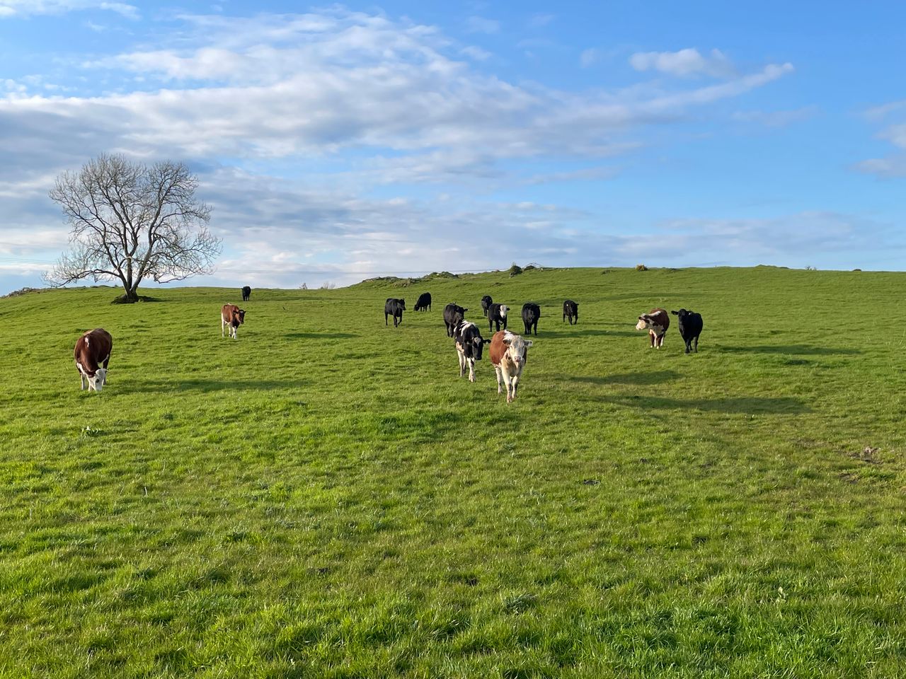 Factory quotes: Will beef trade see sheep-like price surges?