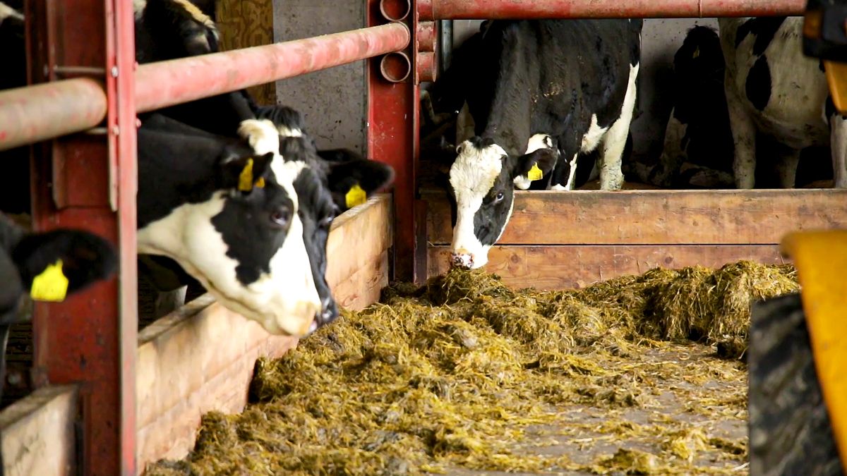 Spring calving: Increasing daytime calvings