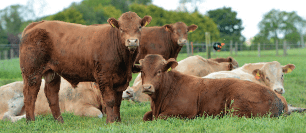 'It's hard for farmers to be green when they're in the red'