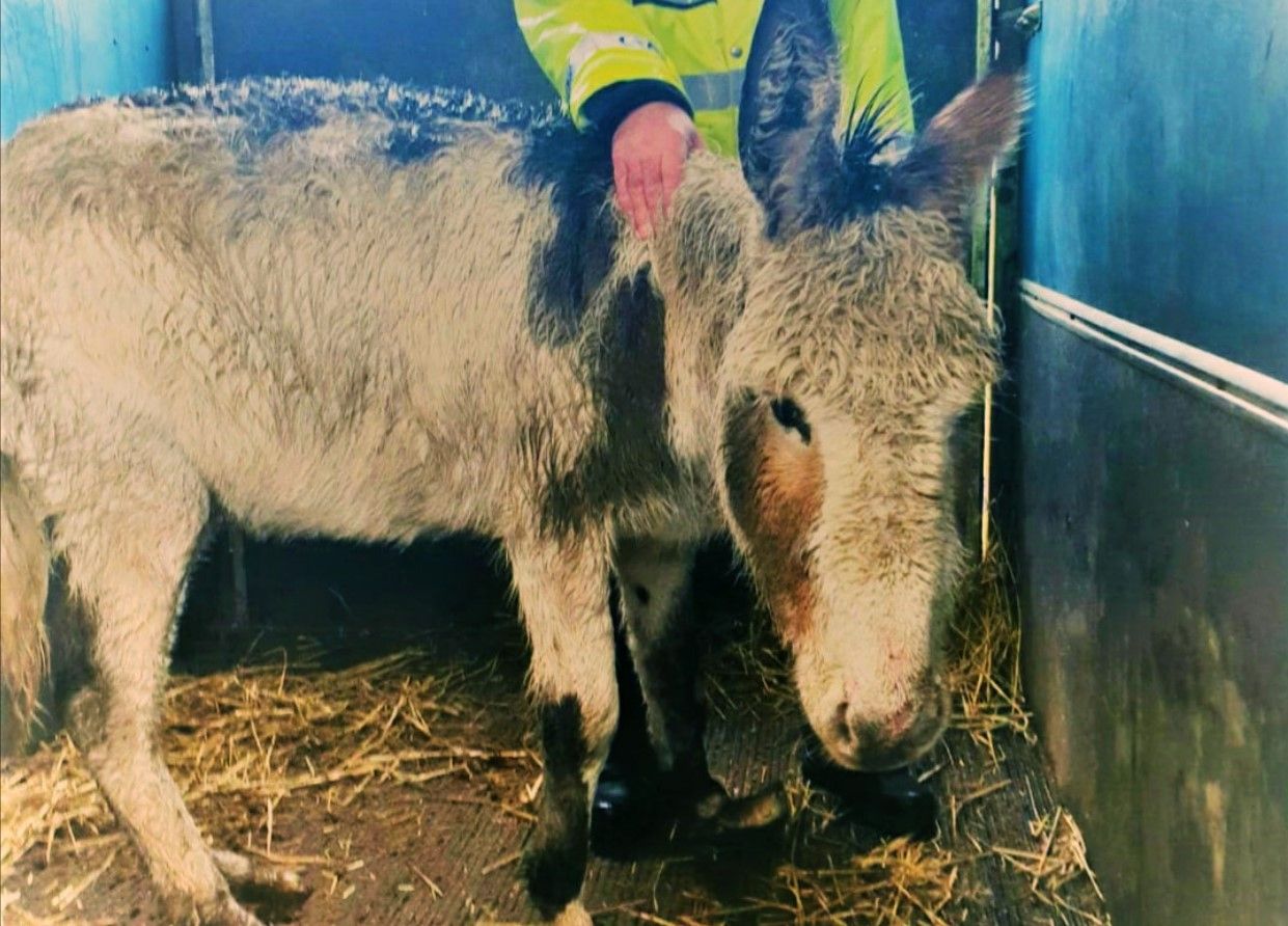 'Distressed' donkey abandoned in field prompts animal cruelty investigation