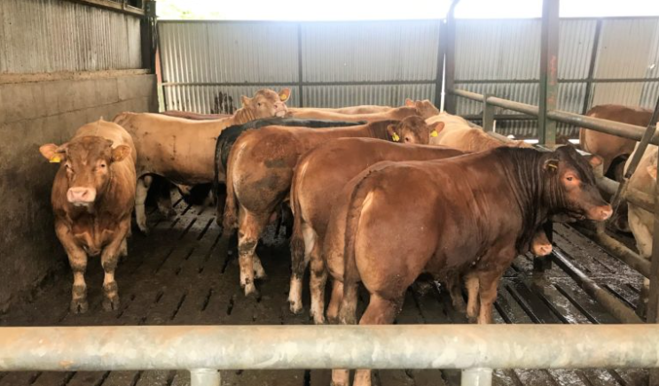 Beef kill falls over 1,200 head as steers see the biggest drop