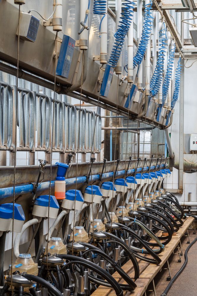 New sharemilkers set to be hit hardest by Fonterra milk price cut