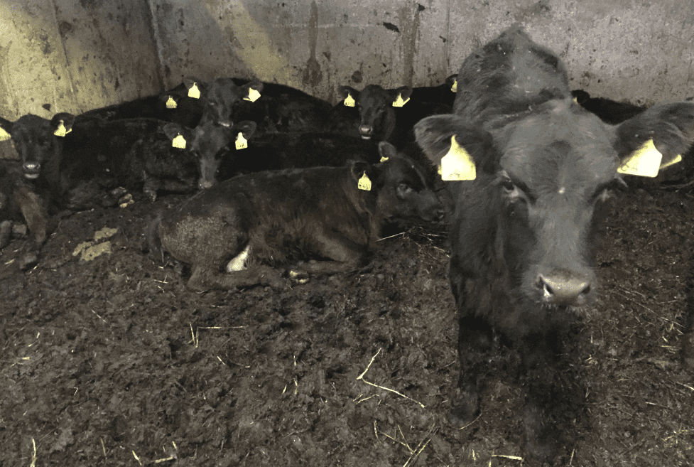 Peat bedding: What are farmers' first thoughts after housing for the winter?