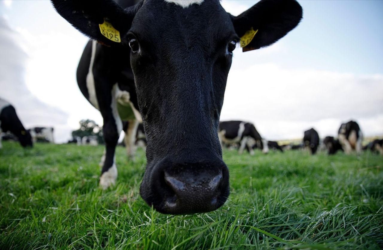 Letter to the editor: Why the planet does not need dairy