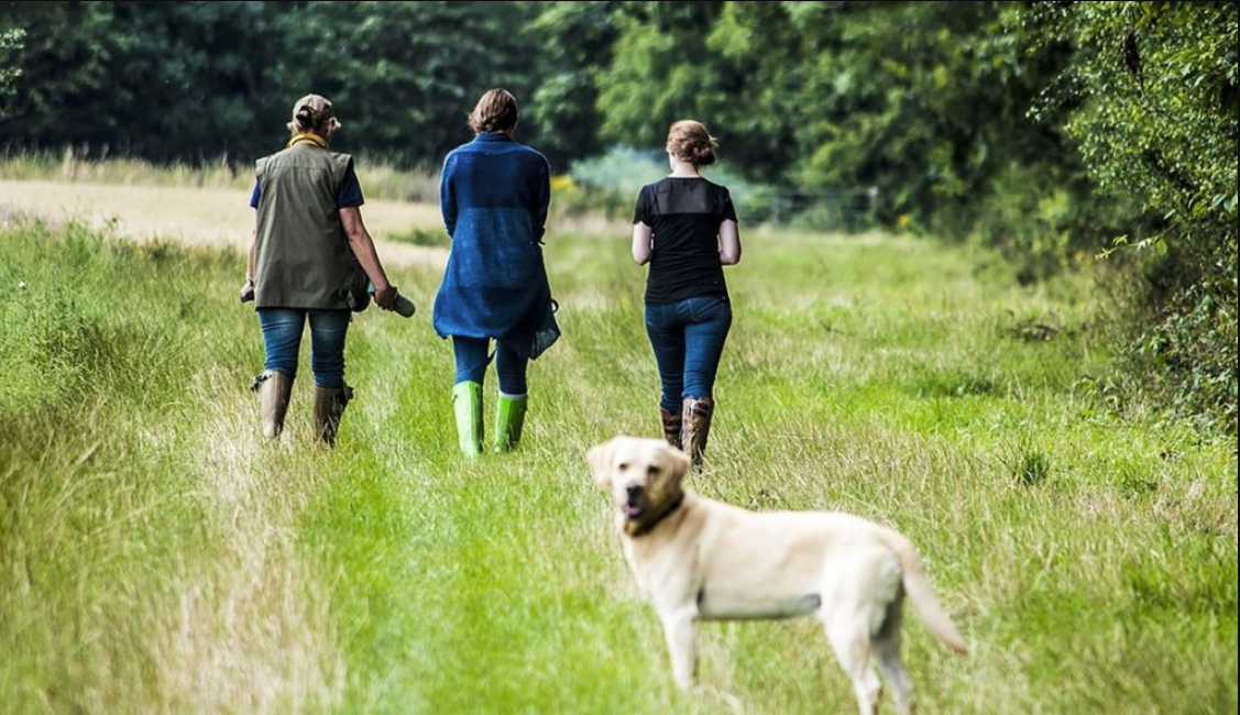 IFA to be part of new stakeholder group on dog control