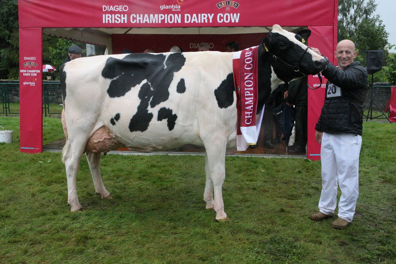 Diageo Baileys cow winner announced at Virginia Show