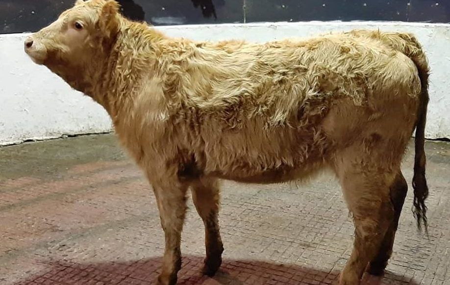 'Strong trade for weanling heifers' at Monaghan day sale in Mohill Mart