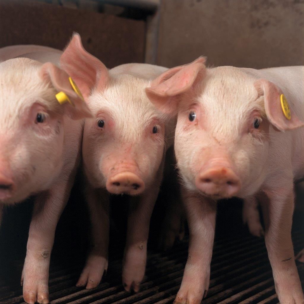What do Irish pig farmers think about stopping tail docking?