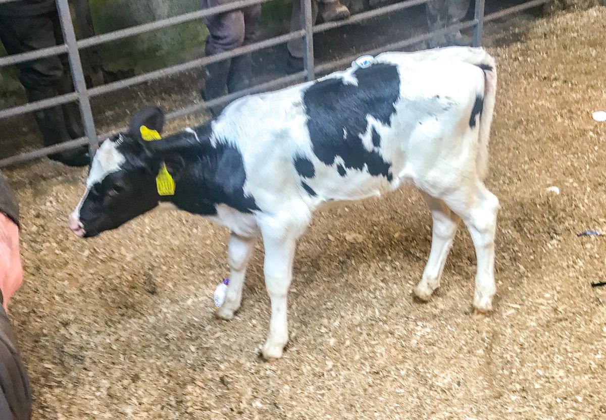 Marts offering lighter, dairy-bred bull calves 'free to good home'