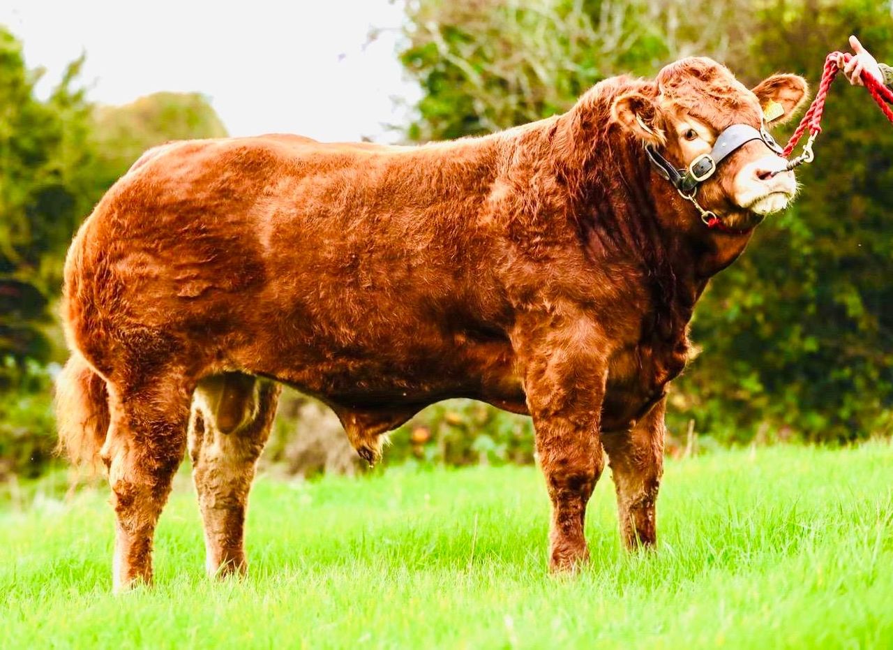Oldcastle Limousin breeders sell champion bull to 400-cow UK herd