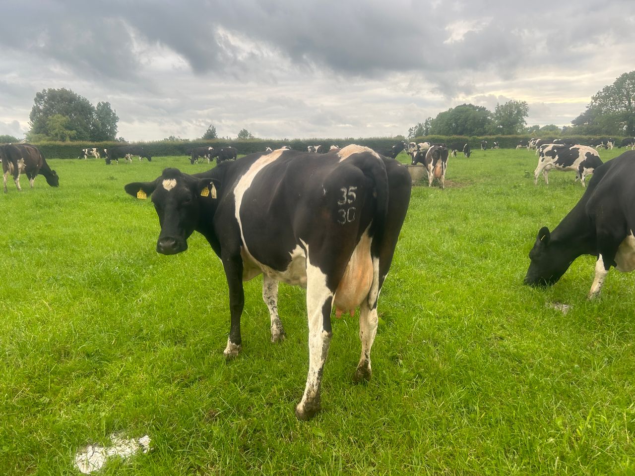 Tirlán offers dairy feed support for milk suppliers