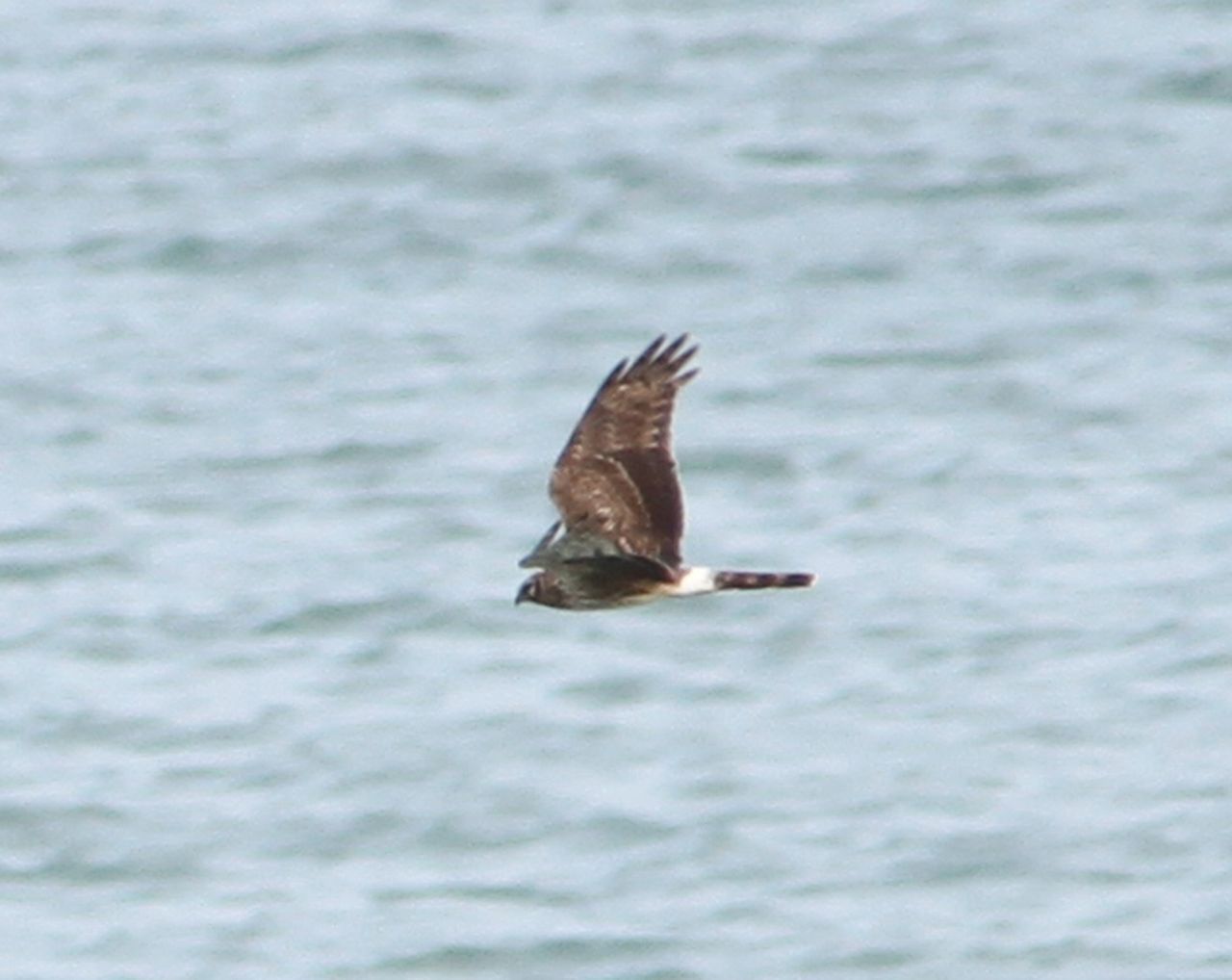 Hen harrier threat plan 'needs tangible supports' for farmers