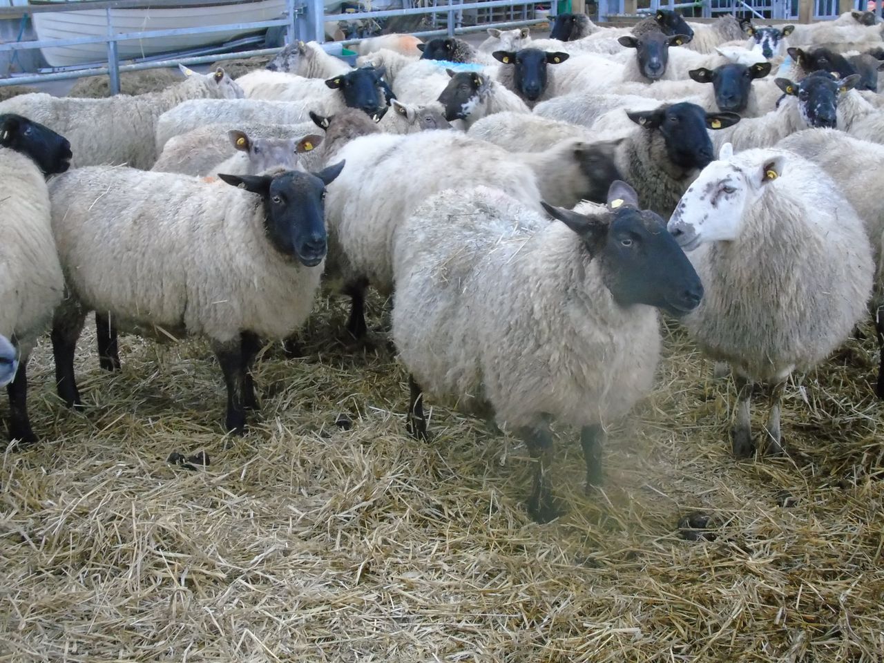 Dispersal sale of in-lamb ewes taking place tomorrow at Dowra Mart